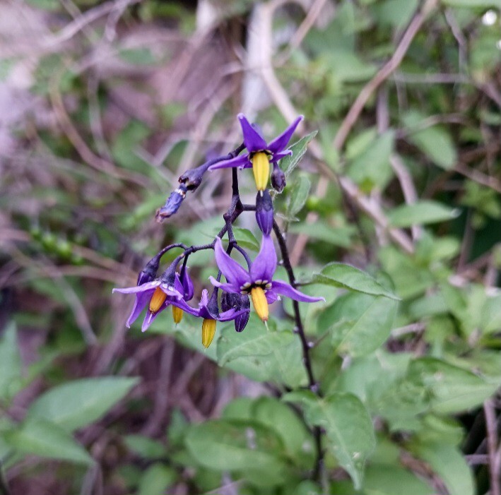 Solanum Dulcama, Climbing Nightshade, Woody Nightshade, Bittersweet Nightshade