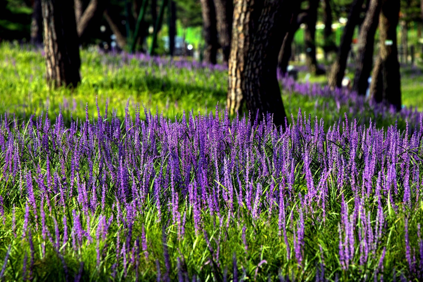 5 LILYTURF Liriope Muscari aka Big Blue Lily Turf / Monkey Grass Flower Seeds