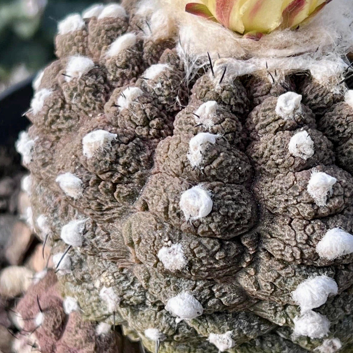 (10) Pack RARE SEEDS Copiapoa Hypogaea v. Barquitensis “Lizard Skin” US SELLER