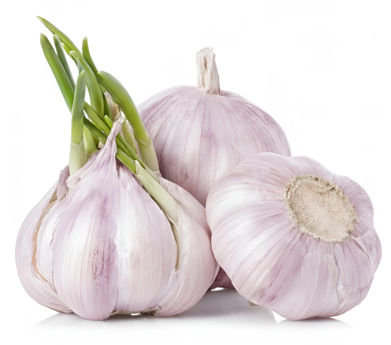 California Early Softneck Garlic | Heirloom Non-GMO Seed for Planting & Eating