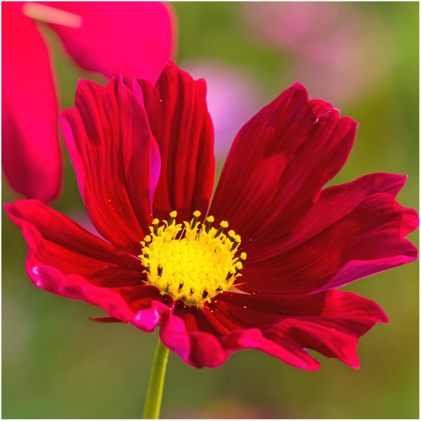 Seed Needs Crazy Cosmos Mix 10+ Varieties NO FILLER – 1/2 LB