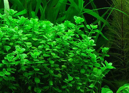 75 REAL Bacopa Monnieri SEEDS – Aquarium Aquatic Pond Plant Brahmi Water Hyssop