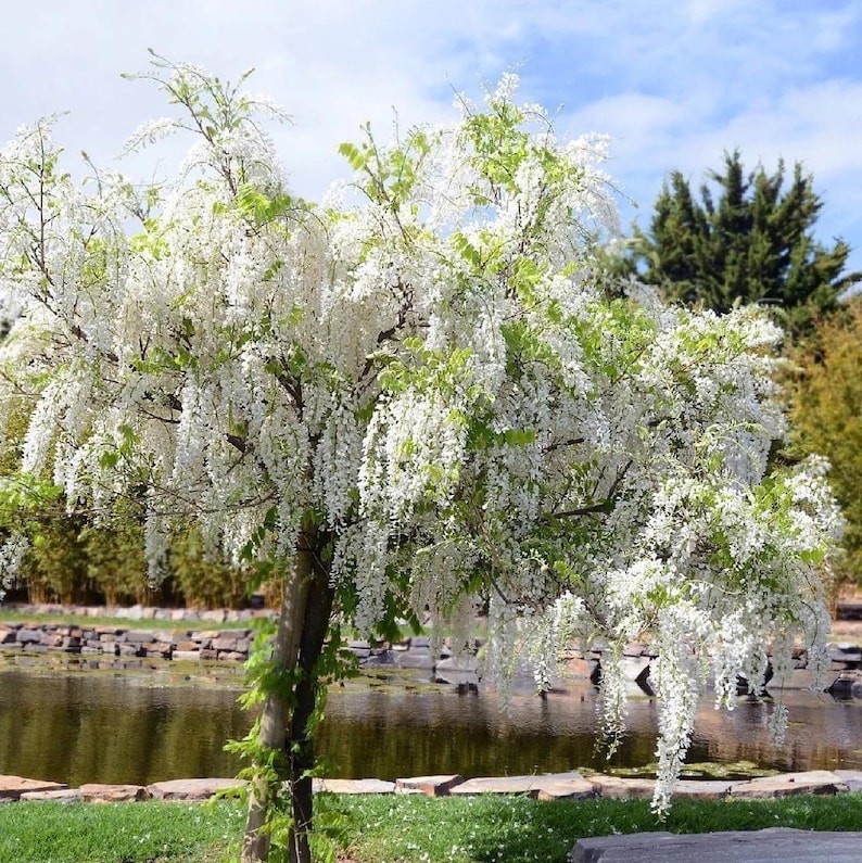 5 White Chinese Wisteria SEEDS Ready to plant now