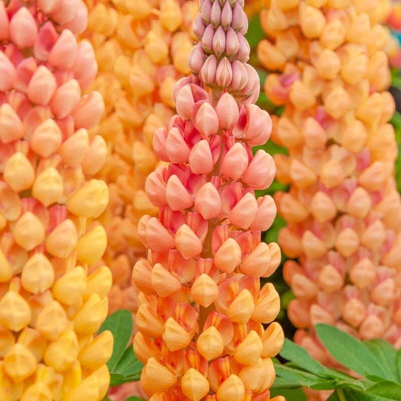 25 Salmon Star Lupine Seeds Flower Perennial Flowers Hardy Seed 1030 US SELLER