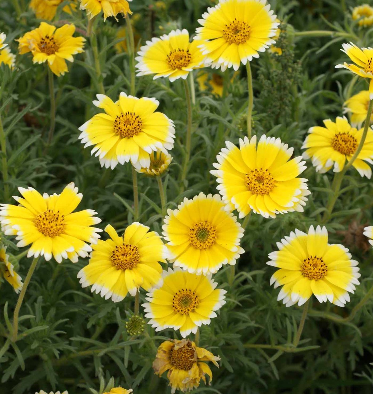 1200+ Tidy Tips Seeds Layia Platyglossa Yellow Annual Flower.