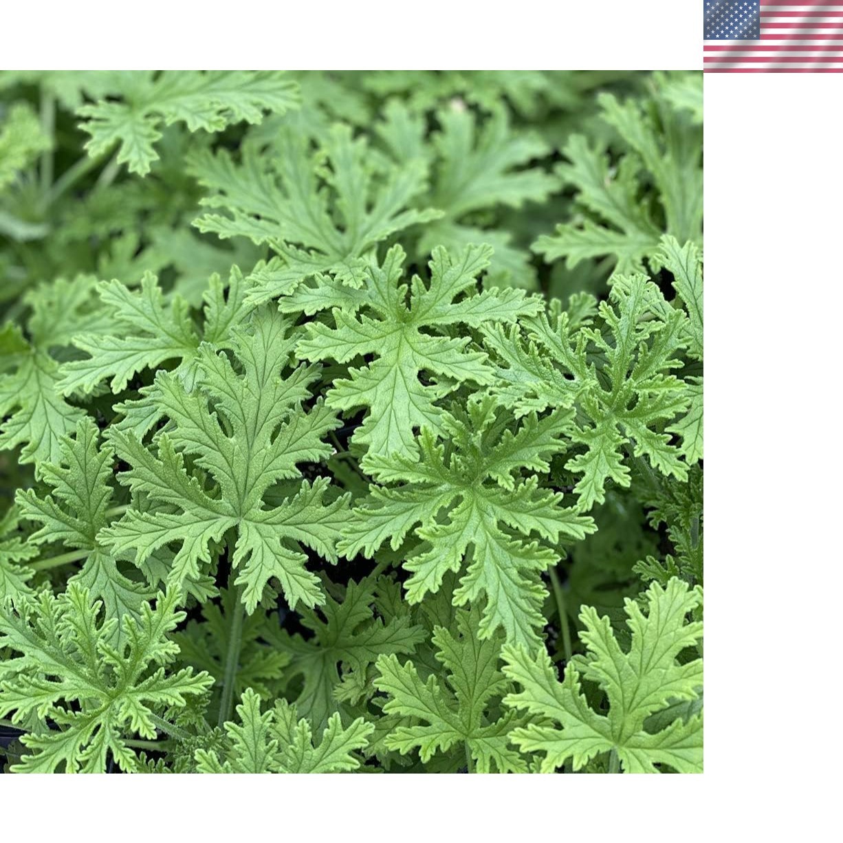 1500 Citronella Plant Seeds Citronella Plant Seeds Home Heirloom Garden Peren…