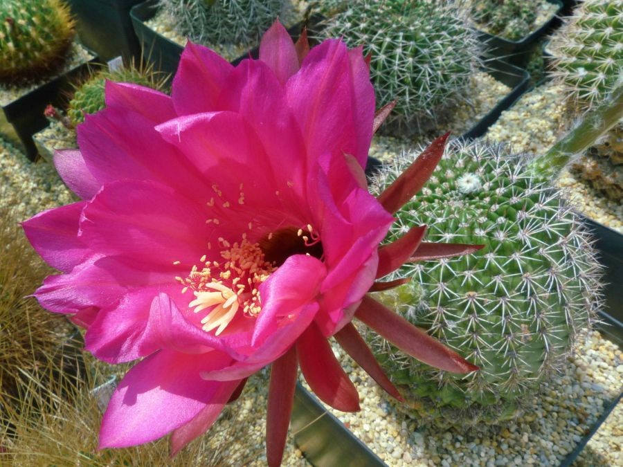 Echinopsis Mamillosa v. Flexilis 5 Seeds Free Shipping!