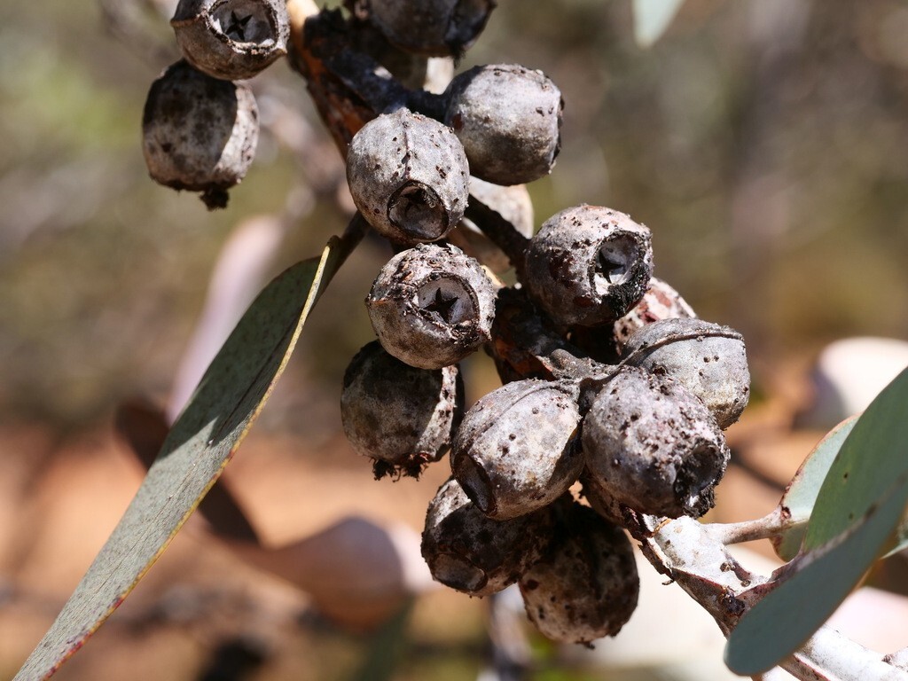 Eucalyptus pleurocarpa (tetragona) Seeds – ‘Tallerack’ – Silver Leaf