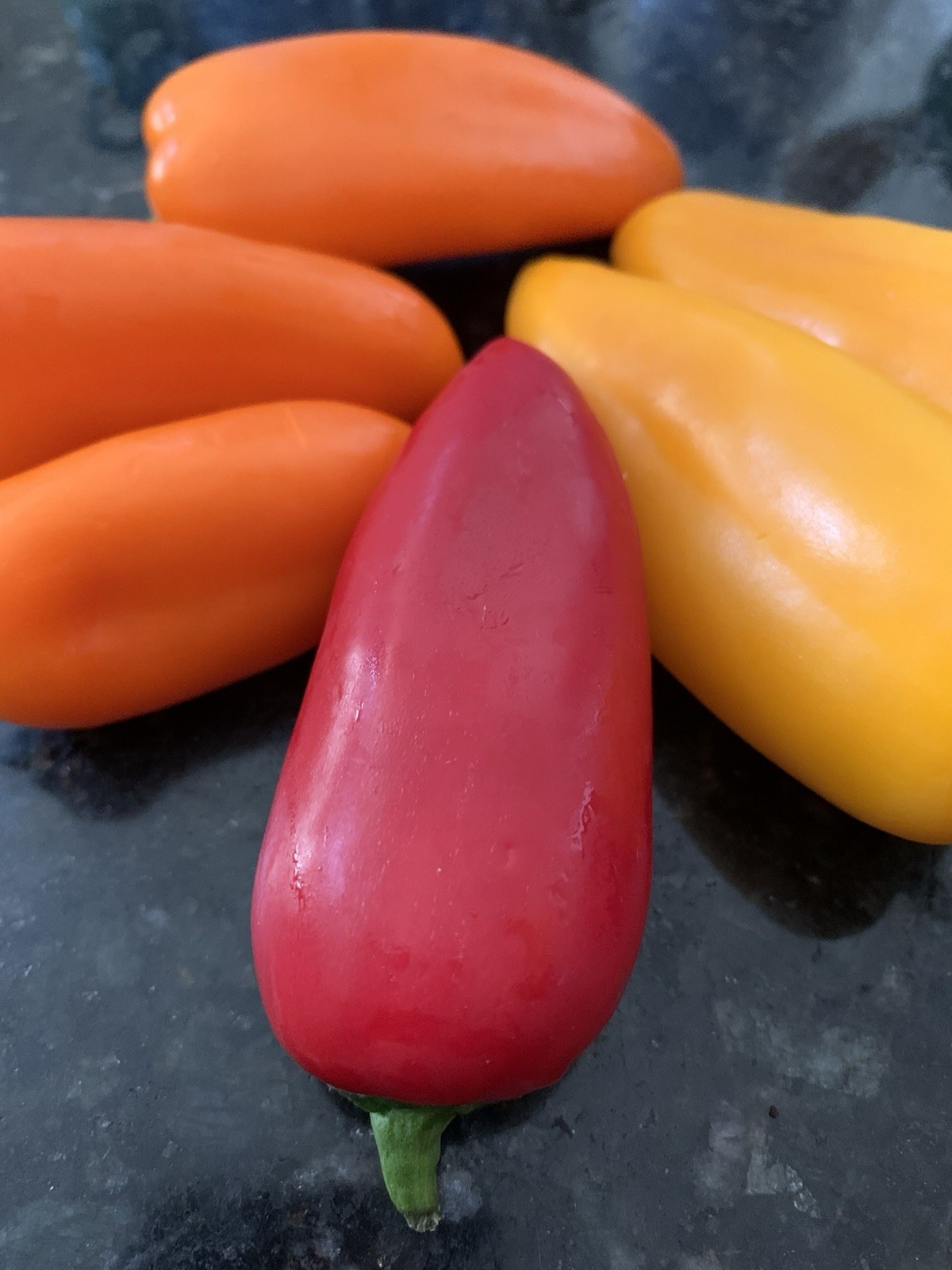100 + SEEDS “LUNCHBOX” SWEET ORGANIC SNACKING PEPPER VARIETY COLORS – HEIRLOOM