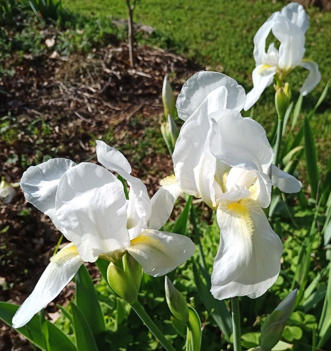 (10) WHITE TALL BEARDED IRIS RHIZOME LIVE ROOT GARDEN PLANTS LOVE SPRING FLOWERS