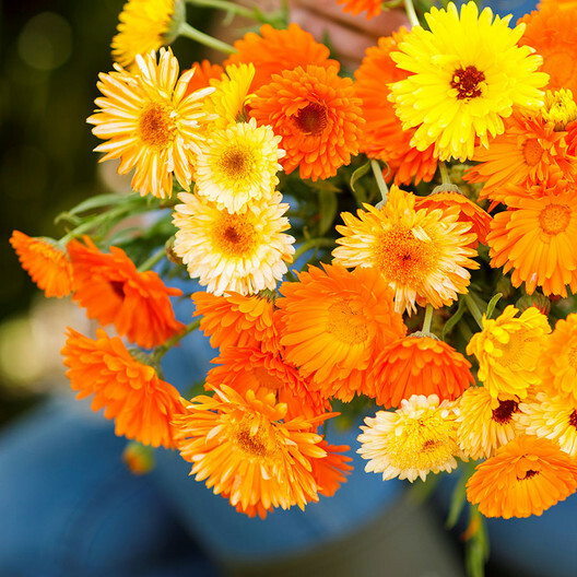 CALENDULA PACIFIC BEAUTY Mix Pot Marigold Heirloom Flowers Edible 100 Seeds
