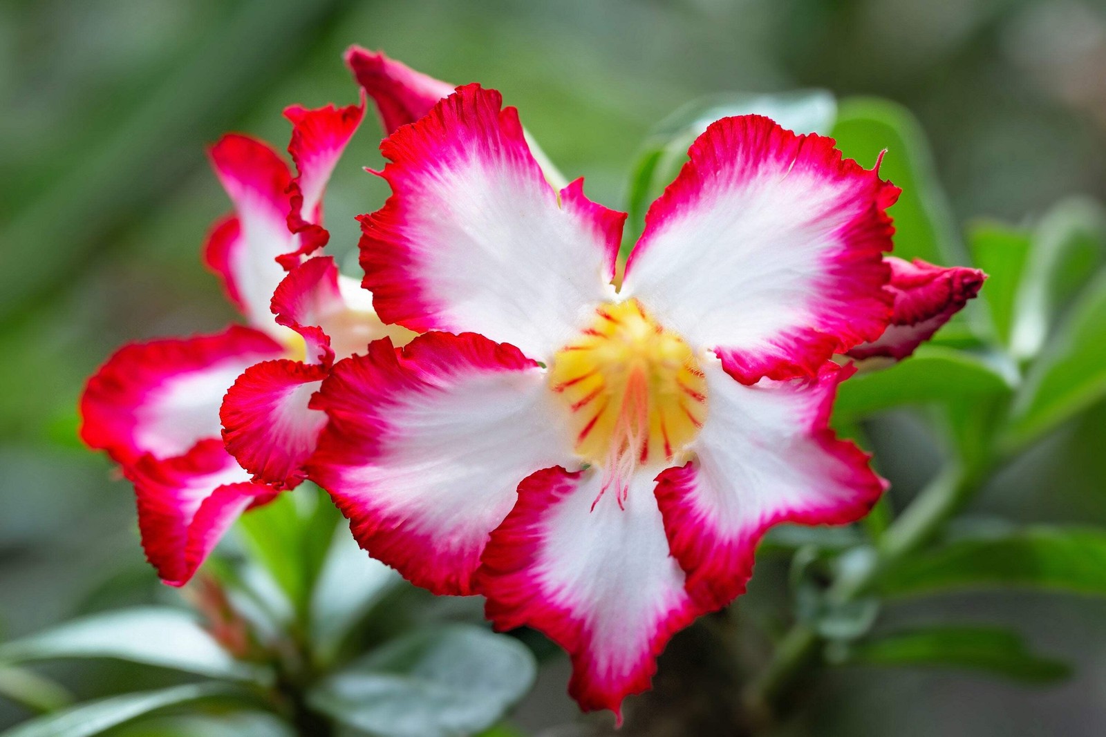 10 Mixed DESERT ROSE / ADENIUM Obesum African Houseplant Flower Seeds *Comb S/H
