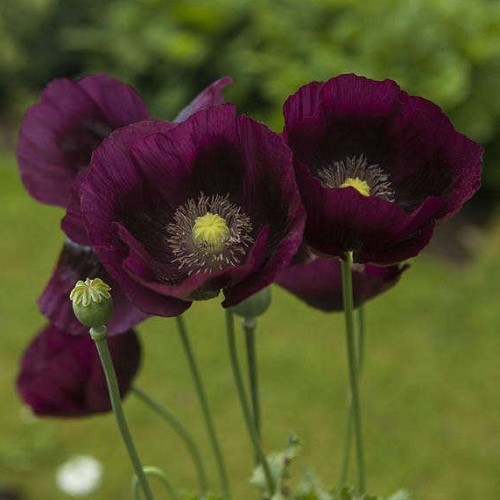 2,500-10,000 Heirloom After Midnight Poppy Seeds Papavaer Somiferum Dark Purple