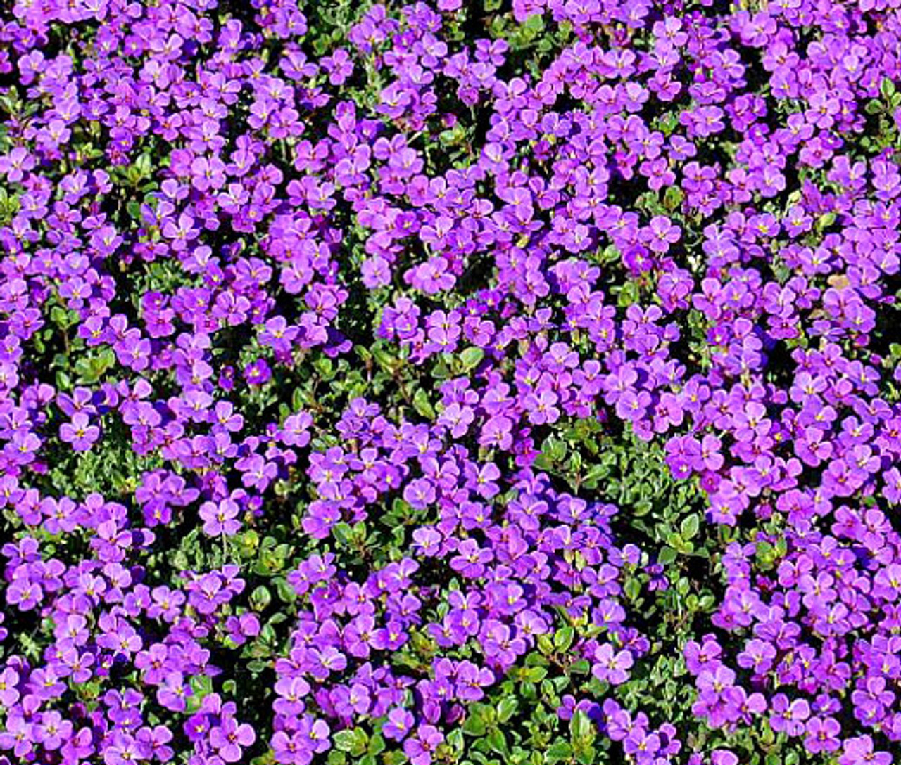 Purple Rock Cress Seeds | Perennial Aubrieta Groundcover – Bulk