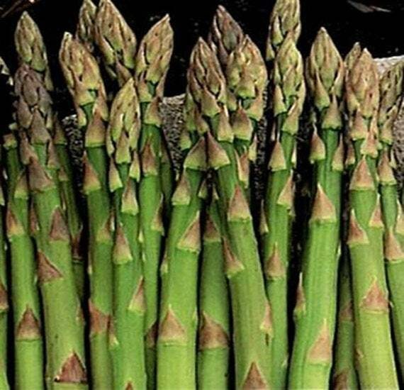 SCARBOROUGH SEEDS – Asparagus Mary Washington Seeds 100 Count Heirloom Non GMO