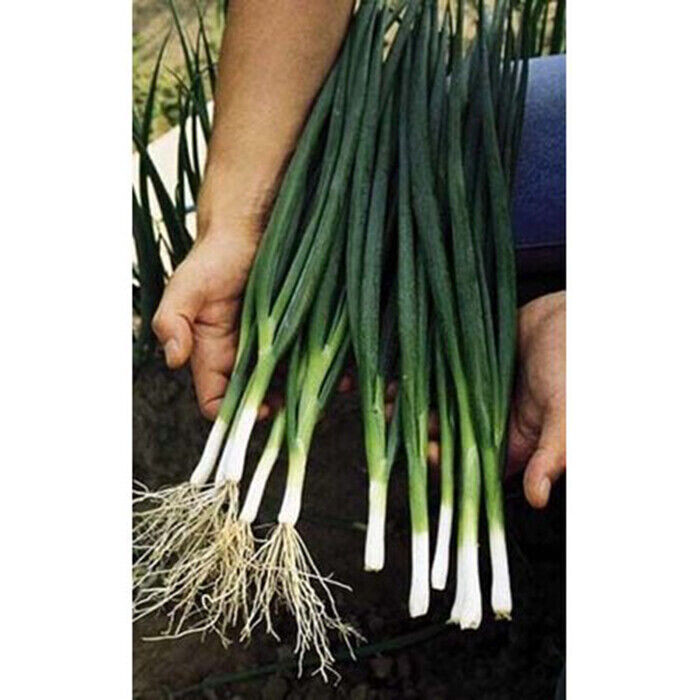 SCARBOROUGH SEEDS GREEN ONIONS TOKYO LONG WHITE 250 SEEDS NON-GMO – USA