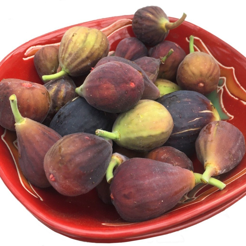 Fig Tree ‘Fignomenal’ (Ficus carica hybrid) 4” pot size.