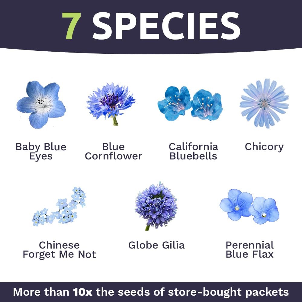 All Blues Wildflower Seeds – Bulk 1/4 Pound Bag – Over 30000 PureAnnual and P…