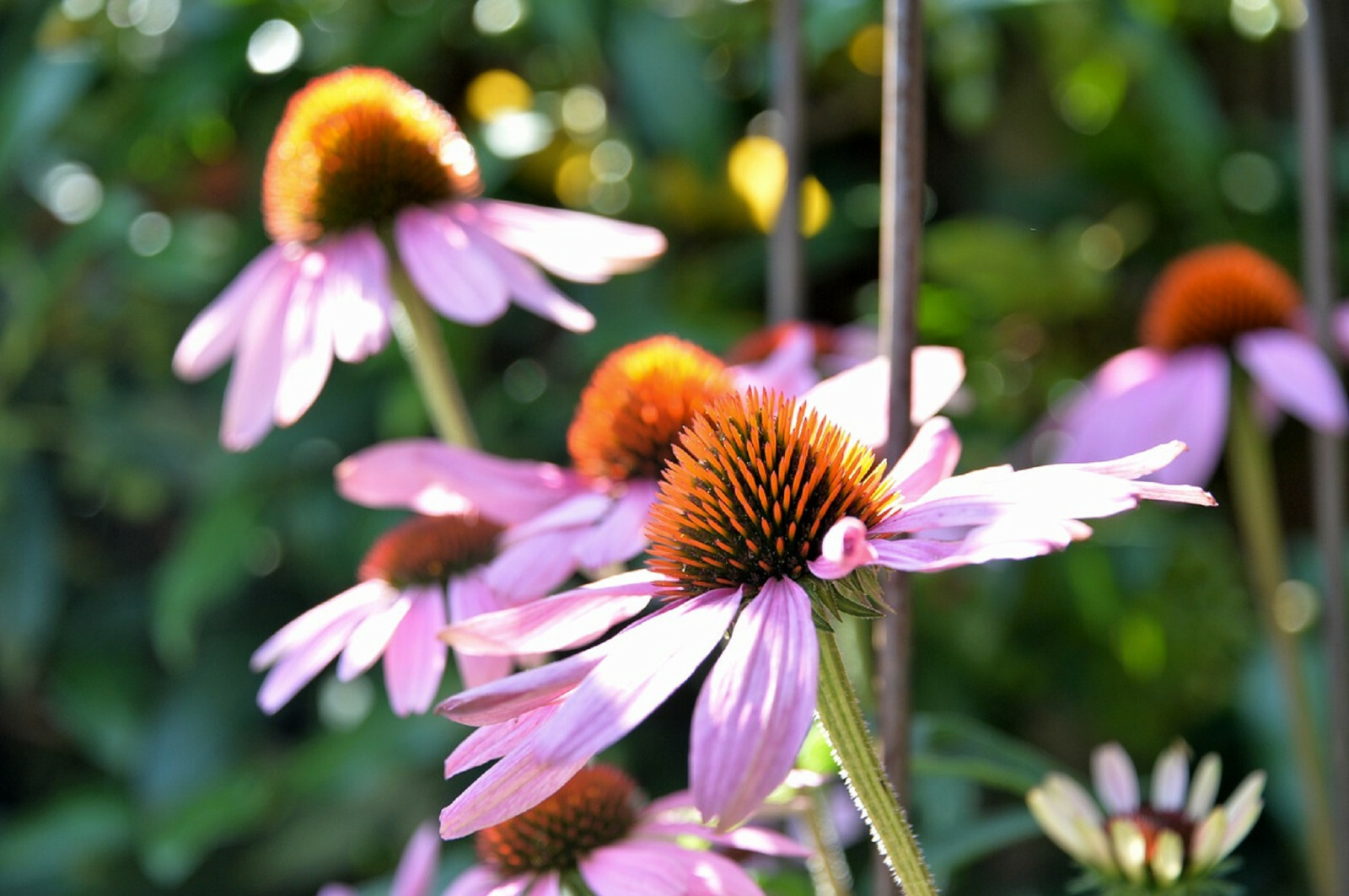 400+ Echinacea Purpurea Seed – Purple Coneflower Perennial Medicinal Herb Flower