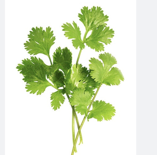 Fresh Whole Cilantro Seeds Coriander Garden Planting Non-GMO