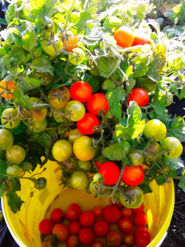 Red Robin Tomato (Micro Dwarf) Seeds – For 2026 Planting 6-12 Inches Tall