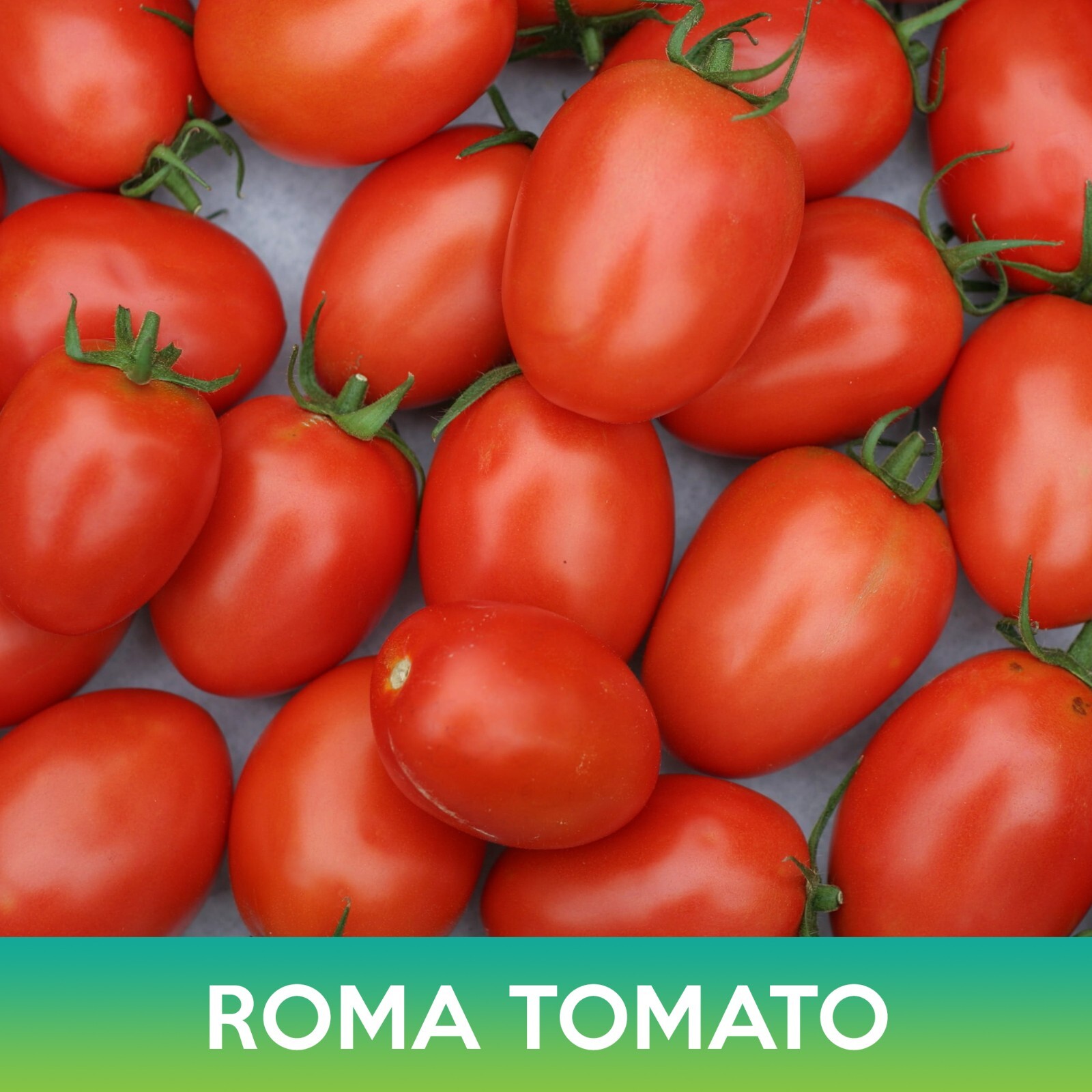 Roma Tomato Seeds