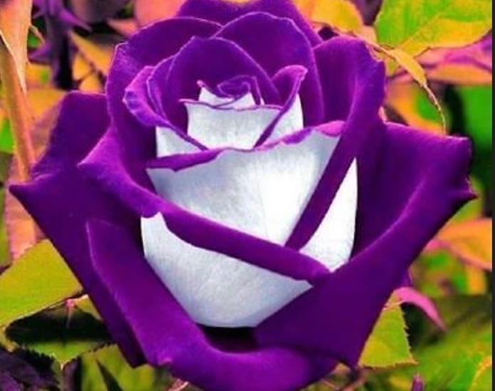 10 White Purple Rose Seeds Flower Bush Perennial Shrub Flowers Seed 264 US SELLE
