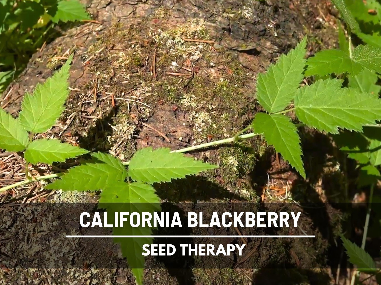 California Blackberry Seeds – Heirloom Fruit, Trailing Vine, Pacific Blackberry