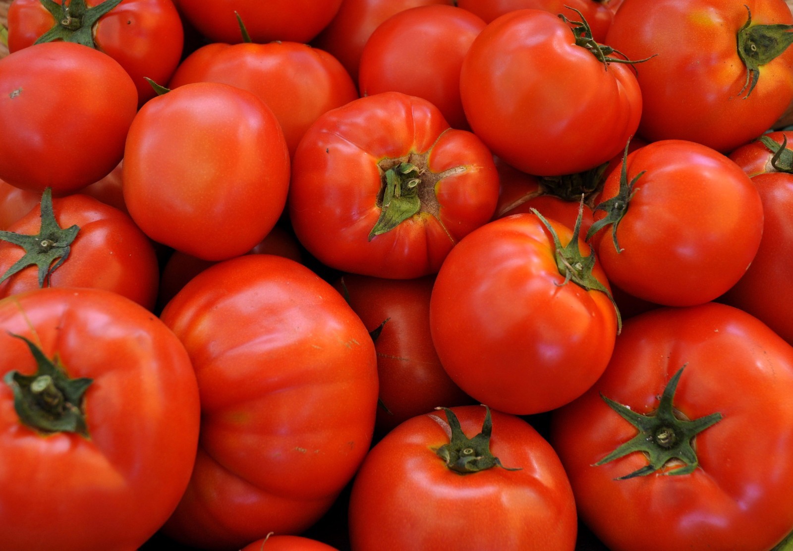 Beefsteak Heirloom Tomato Seeds, NON-GMO, Slicing Tomato, FREE SHIPPING