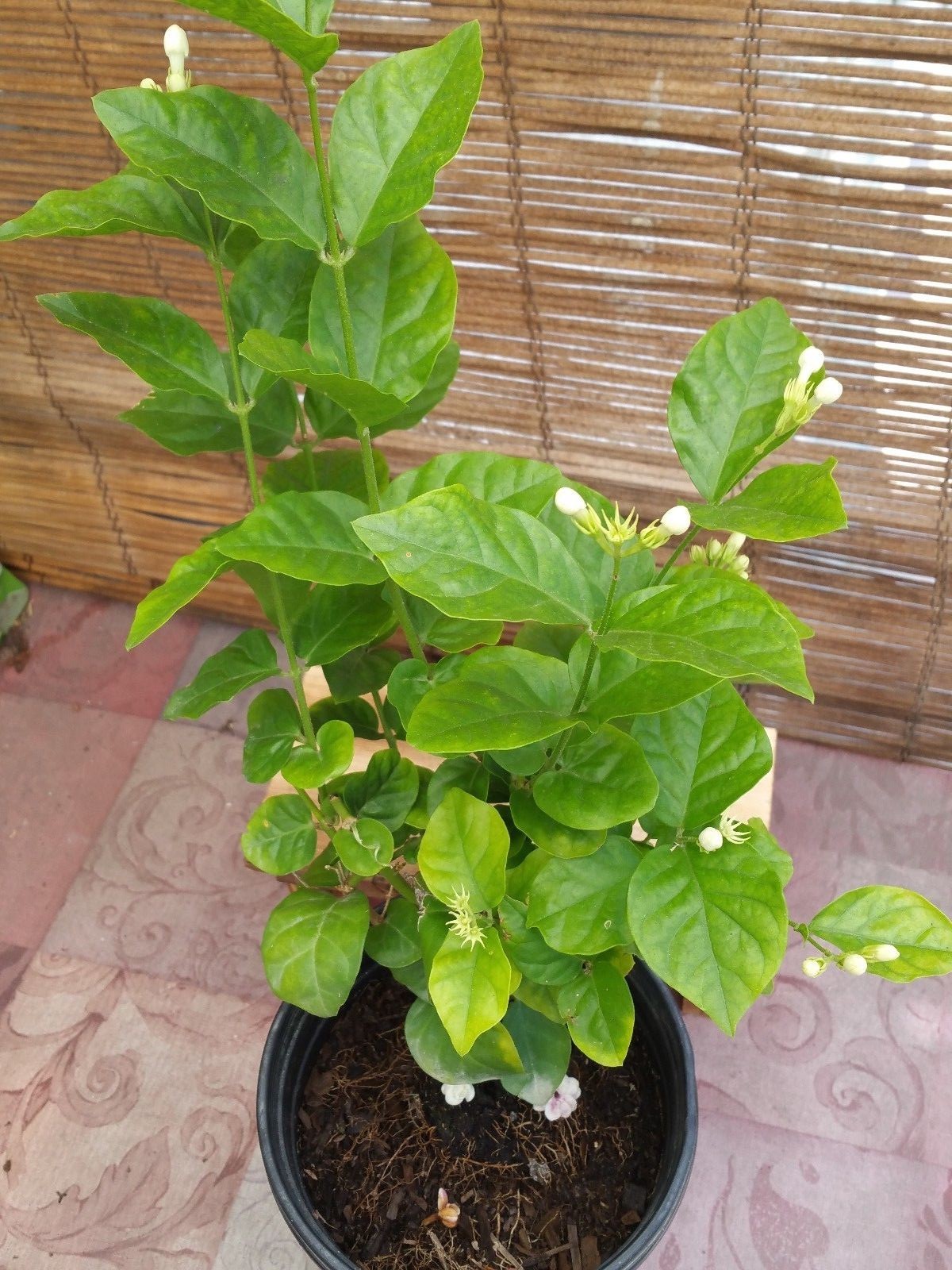 Jasmine Sambac ‘Arabian’ Live Plants