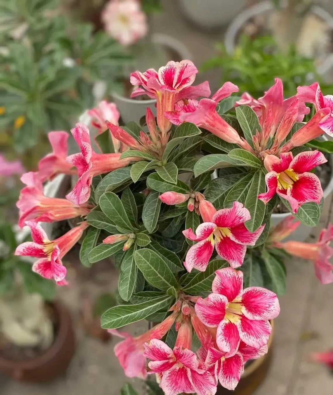 5Pcs Rare Desert Rose Seeds Garden Flower Decor-seed