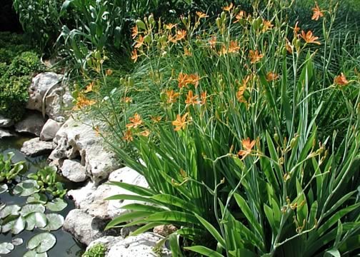 2 Blackberry Lily (aka- Leopard lily)~live, shipped bare-root