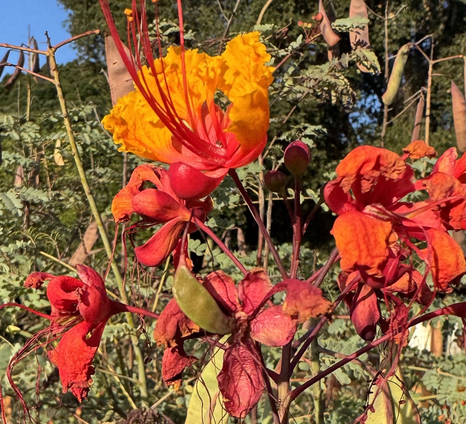 Mexican Red Bird of Paradise Seeds, Pride of Barbados (Caesalpinia Pulcherrima)