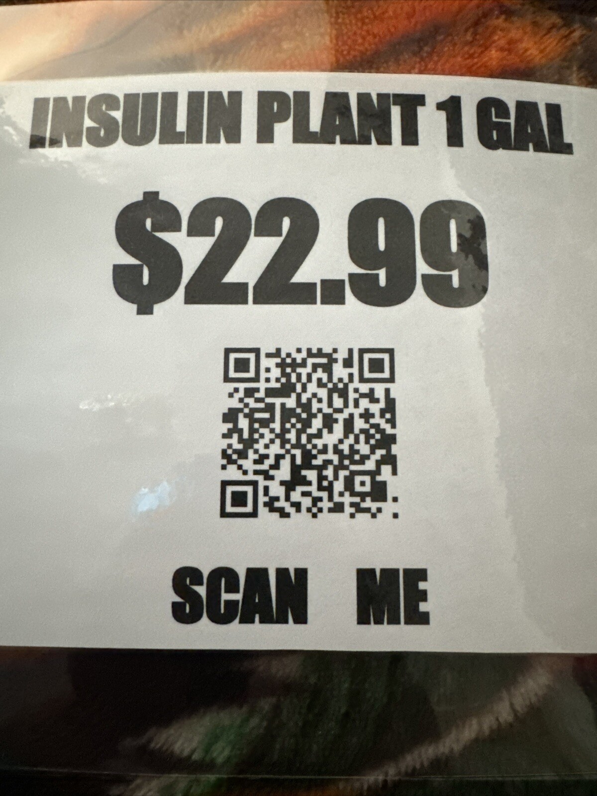 INSULIN PLANT /Fiery Costus / Spiral Flag (1 Rhizome) BLOOD SUGAR SUPPORT.
