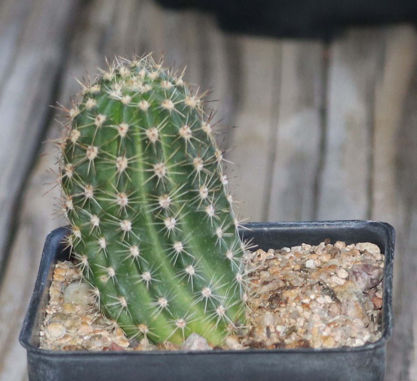 Echinopsis hybrid ‘Atomic’