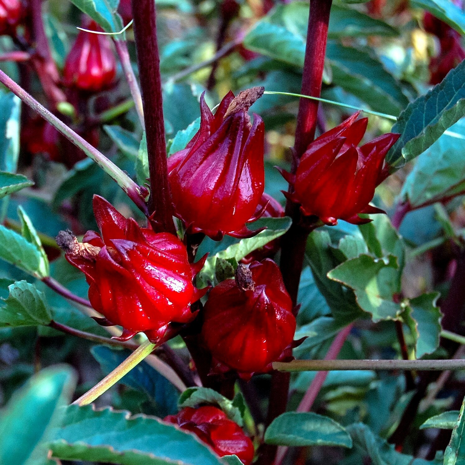 Roselle Seeds Hibiscus sab Jamaican Sorrel Florida Cranberry RARE LUOSHEN FLOWER