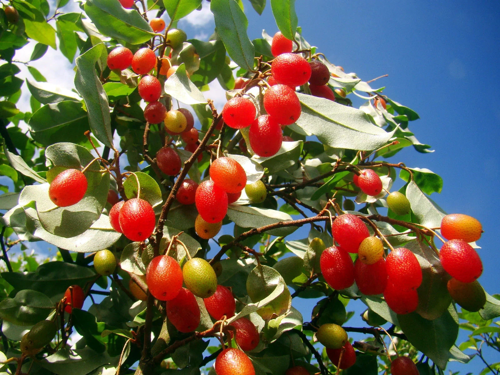 Goumi Berry Tree Seeds Elaeagnus multiflora Rare Hardy Cherry Silverberry Fruit