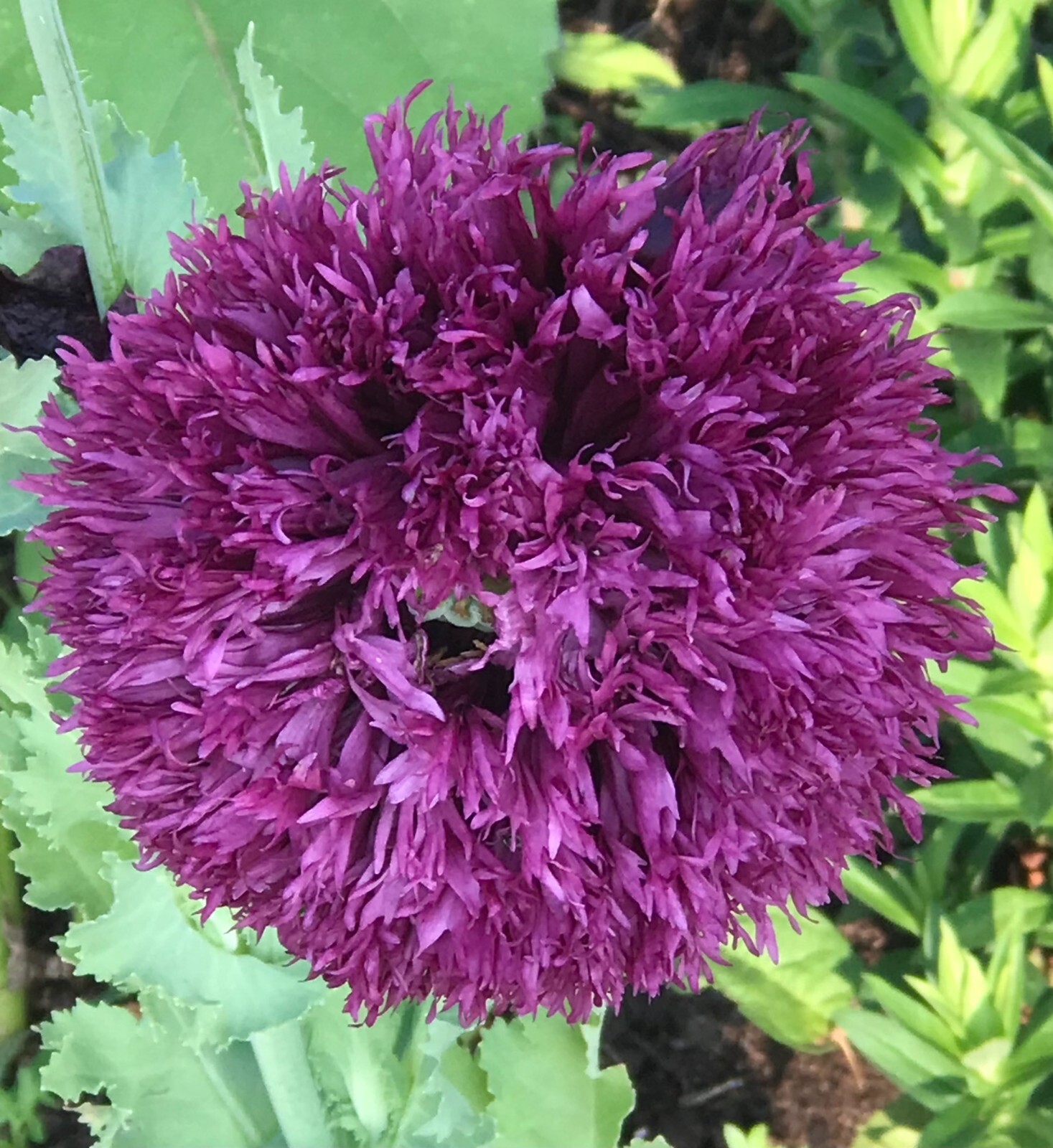 Poppy PERKY PEONY Mixed Colors Breadseed Double Blooms USA Organic 500 Seeds