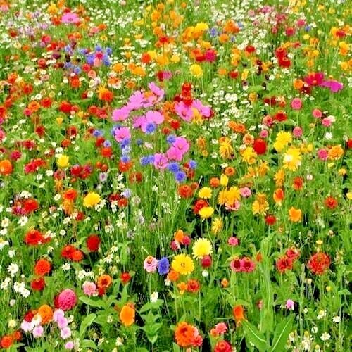 2000+DEER PROOF Native Wildflower Mix 15 Different Flowering Annual Perennial