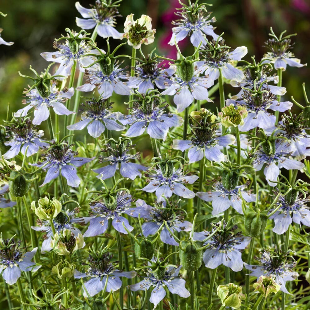Black Cumin, (Nigella Sativa) SEEDS