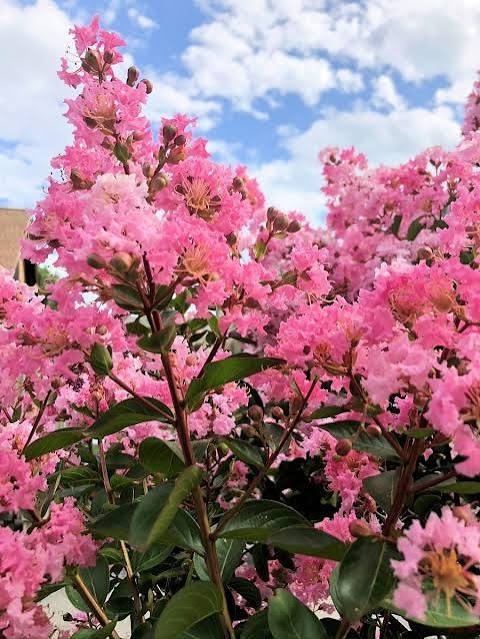 500 Premium Crepe Myrtle Tree Seeds – Easy to Grow – Free Growing Guide Included
