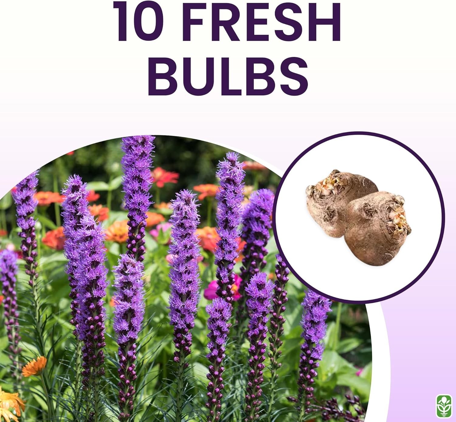 Liatris Spicata Blazing Star – 10 Bulbs – Hardy Purple Flowers for Every Garden