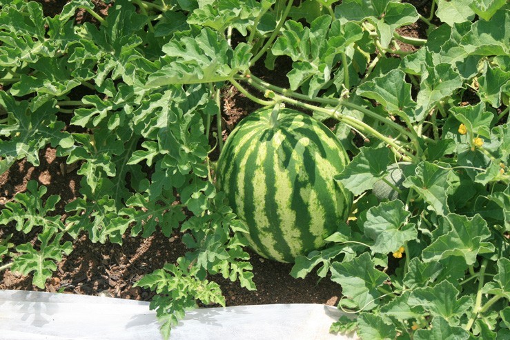 CRIMSON SWEET WATERMELON SEEDS, Heirloom – NON-GMO,