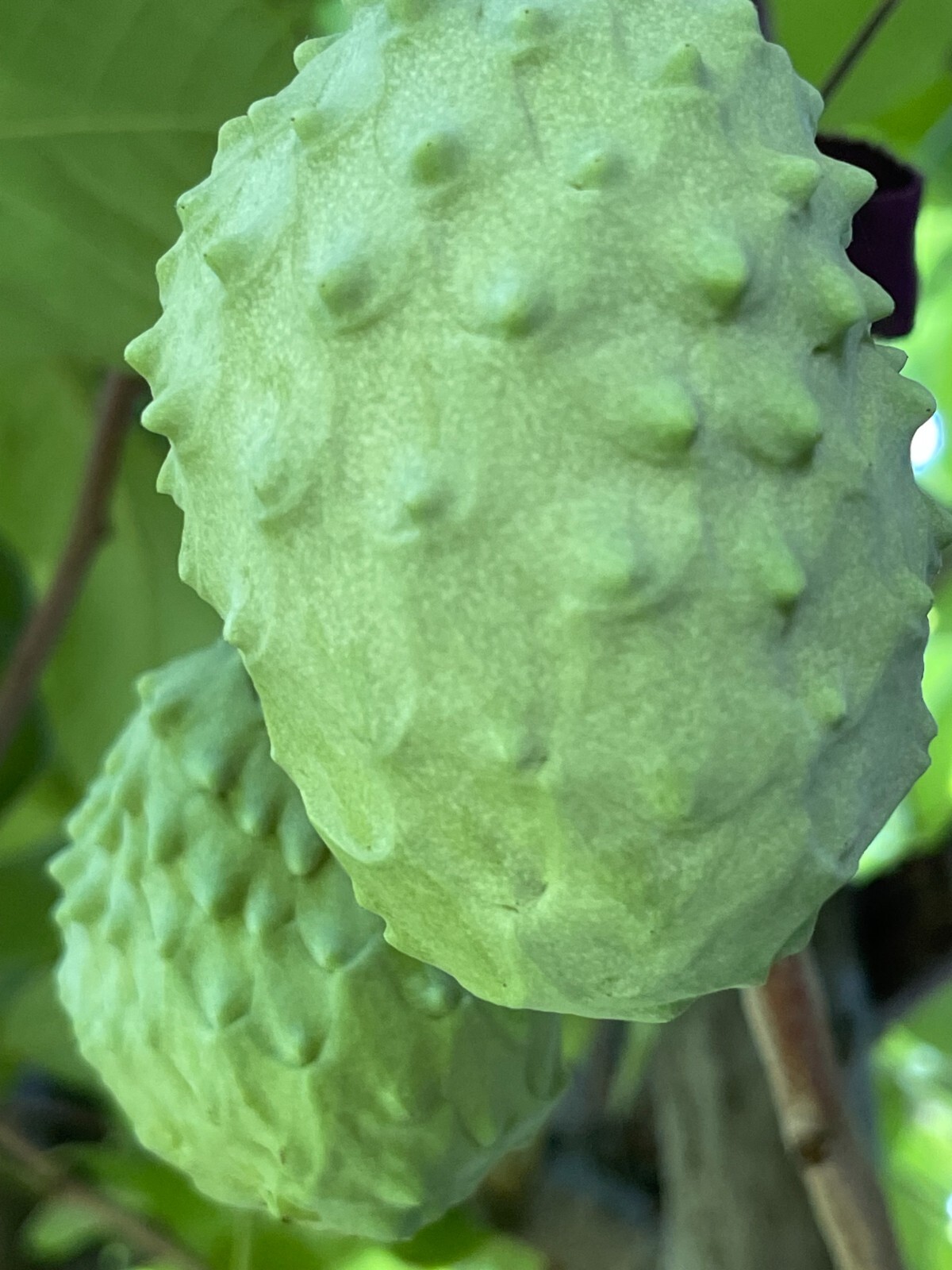 1 Seedling Pineapple Annona Cherimola X A Squannosa Atemoya, Annona Squnnosa 35″