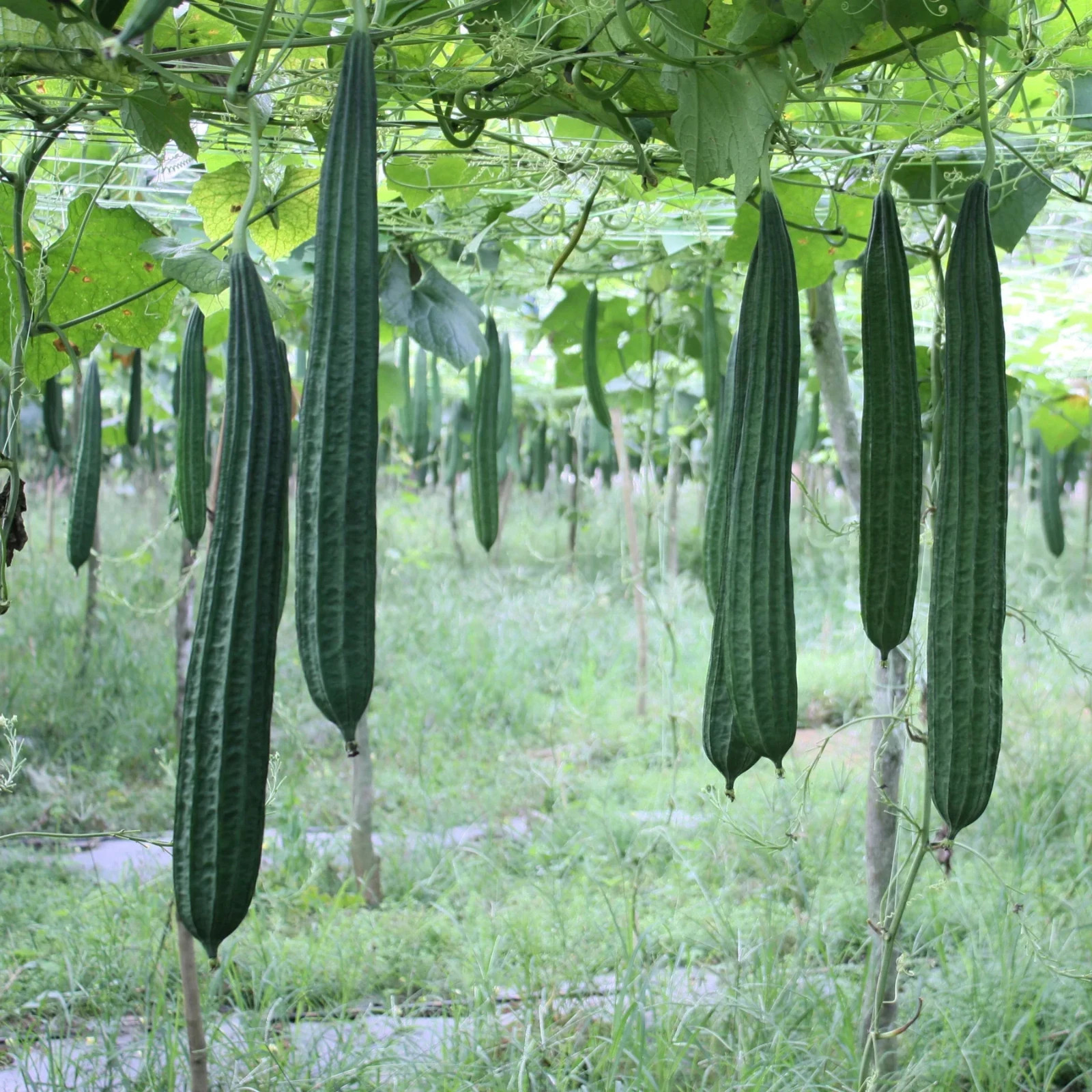 10 Luffa Seeds Sponge/Edible NON GMO Free Shipping & Tracking