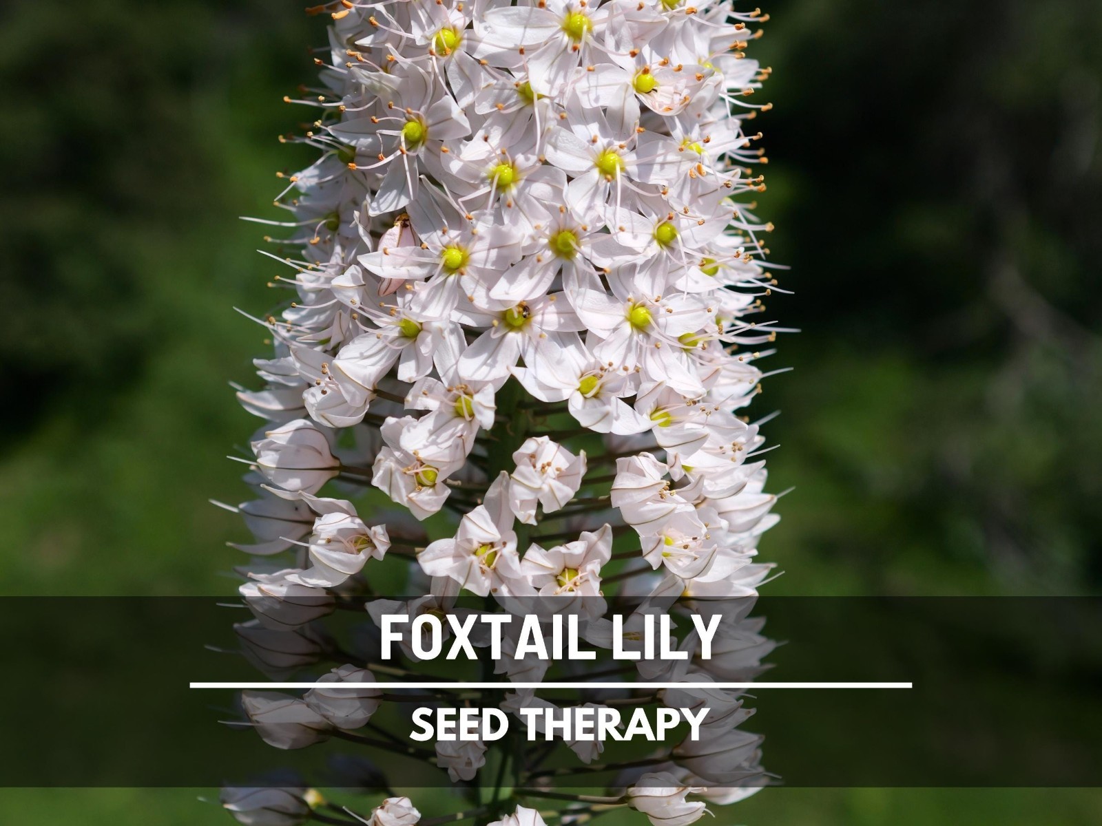 Foxtail Lily Seeds – Desert Candle, Evergreen Perennial, Towering Flowers