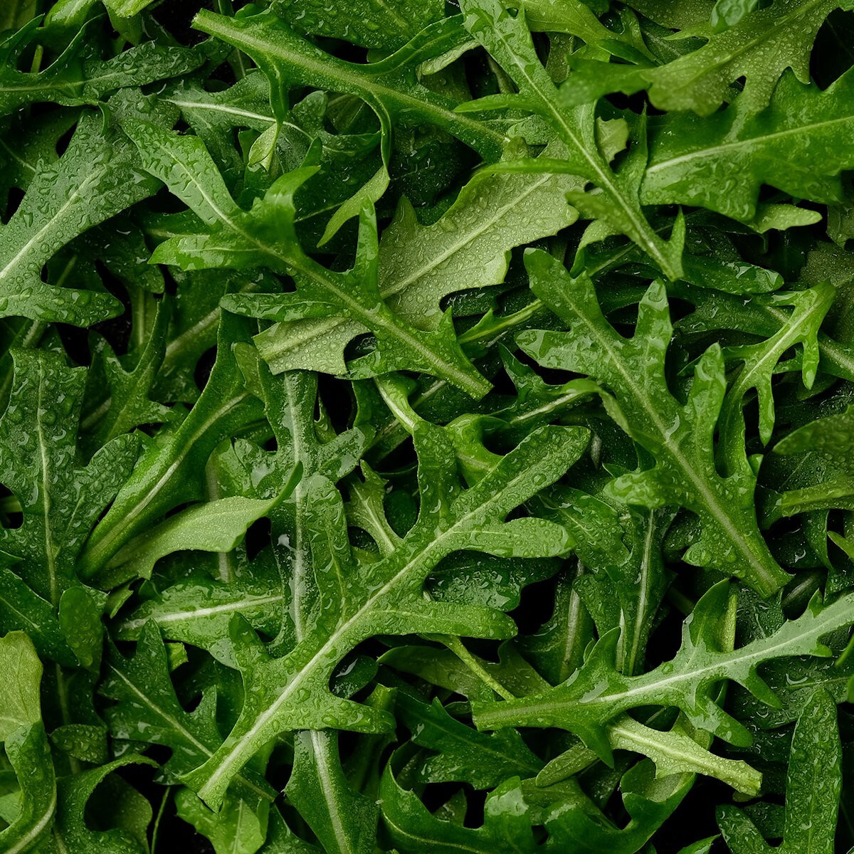 1/4 Lb Arugula Herb Seeds – Everwilde Farms Mylar Seed Packet