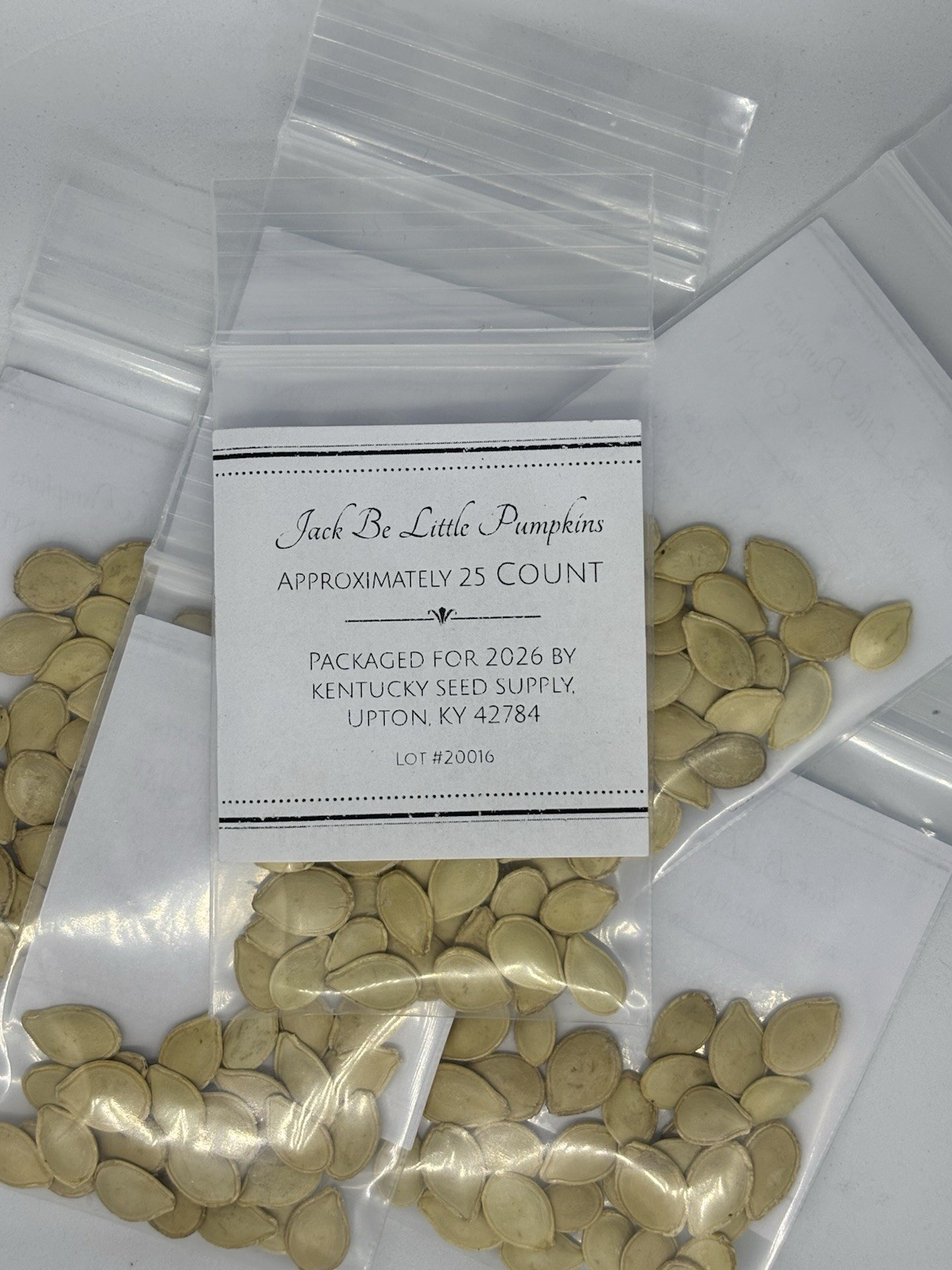 Jack Be Little Pumpkin Seeds-25 Count – 10 packages