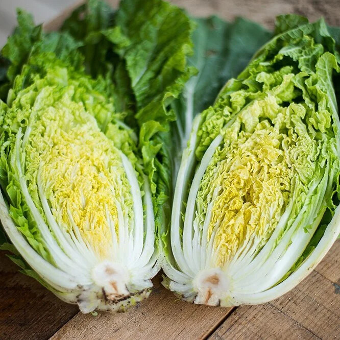 1oz Bap Cai Napa Cabbage Seeds | USA Lettuce Asian Bok Choy Fresh Seed NEW