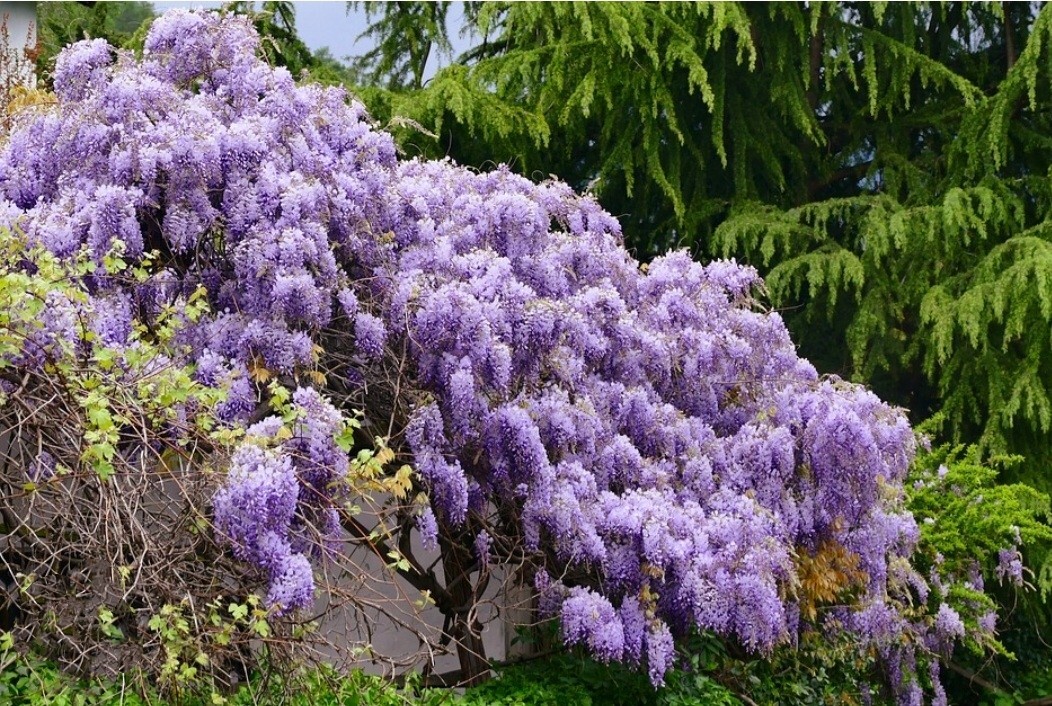 25 Wisteria Seeds Purple Flowers Blue Moon Wisteria Chinese Blue Wisteria